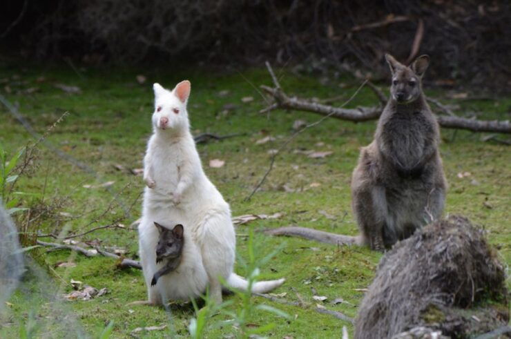 Bruny Island Day Trip From Hobart - Trip Duration and Availability