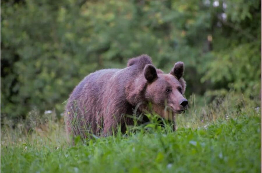 Day Trip & Bear Watching in the Land of Volcanoes