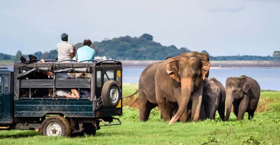 Half-Day Wild Safari in Udawalawa National Park