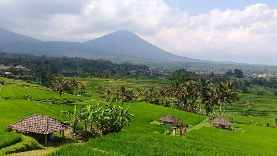 Jatiluwih Rice Fields Walking Tour and Natural Hot Spring