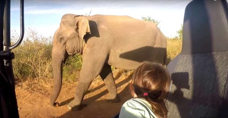 Multi-Day Tour: Udawalawe National Park Elephant Safari - Tour Highlights