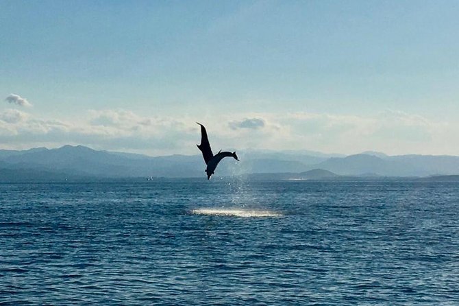 Olbia Bay Dolphin-Watching Boat Tour - Tour Details and Booking Information