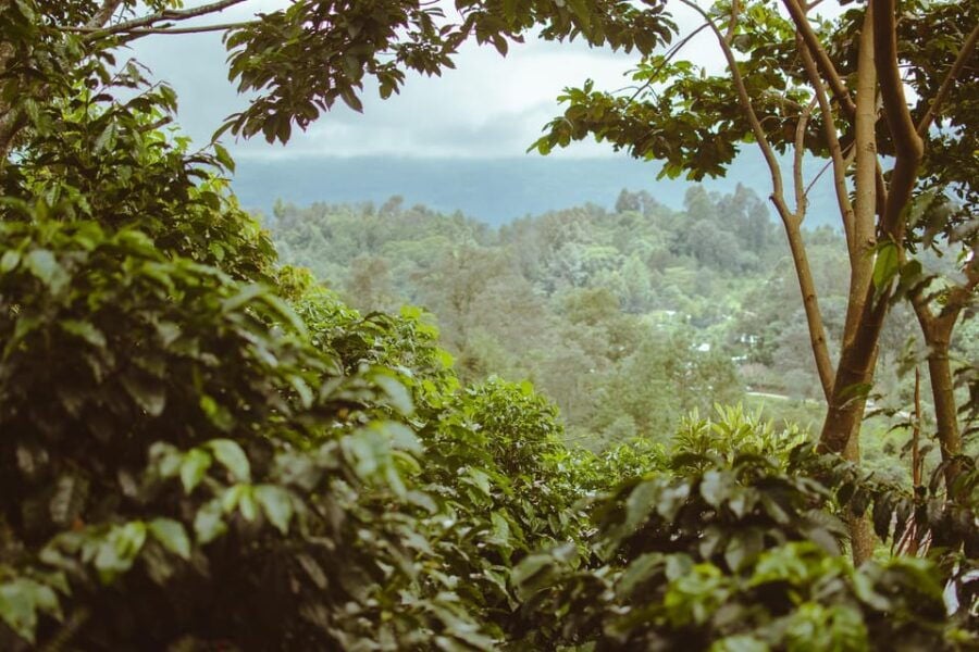 San Cristóbal De Las Casas: Coffee Route to Tenejapa