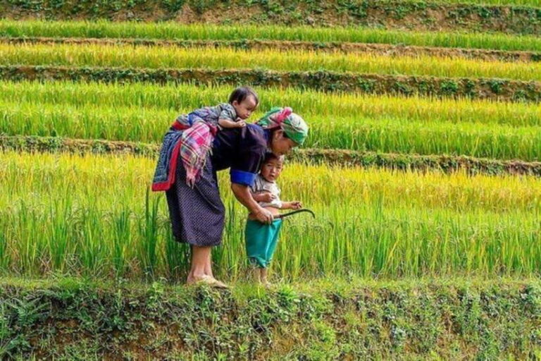 Sapa: Half Day Treck To Visit Y Linh Ho , Lao Chai, Ta Van