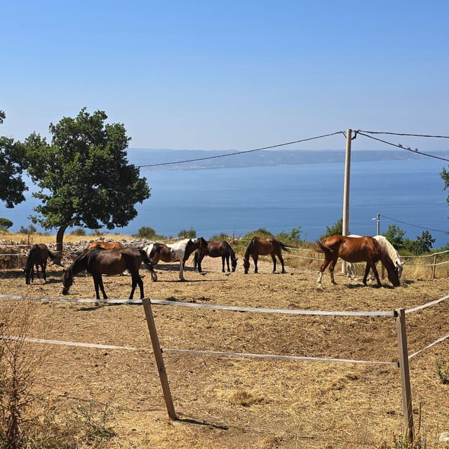 SPLIT(Podstrana):Guided ATV Tour Gornja Podstrana & Horses