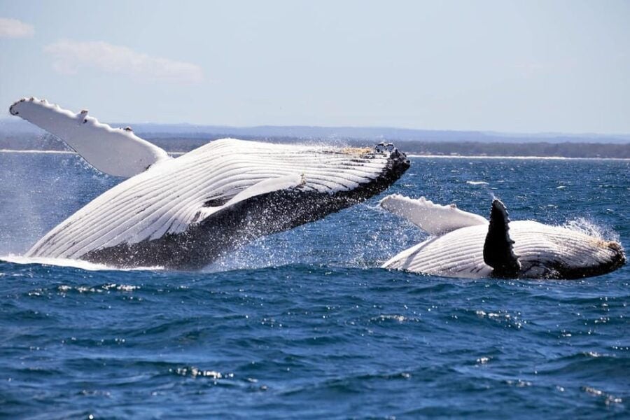 3 Best Dolphin Watching Tours In Trincomalee