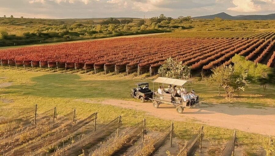 Wine Tour and Tasting at Vinicola Tierra De Luz