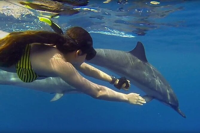 4 Best Dolphin Watching Tours In Tanzania