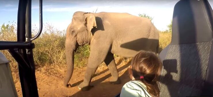 Multi-Day Tour: Udawalawe National Park Elephant Safari - Experience and Activities
