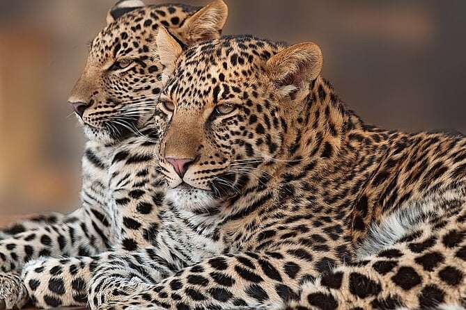 5 Best Safari Tours In Udaipur
