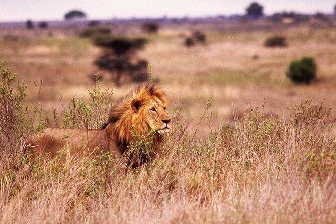 25 Best Safari Tours In Zanzibar City