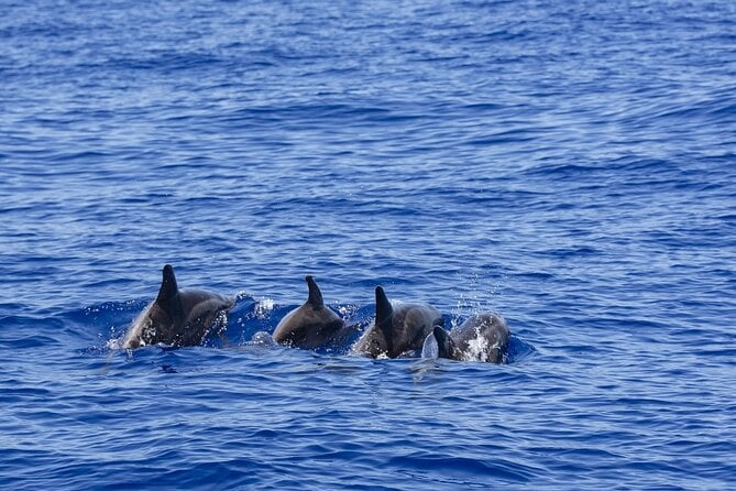 7 Best Whale Watching Experiences In Sri Lanka