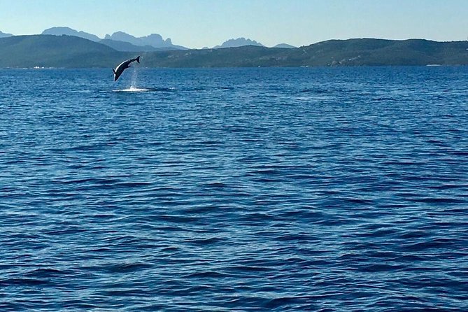 Olbia Bay Dolphin-Watching Boat Tour - Appreciation for Guides