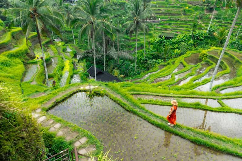 Bali: Ubud and Kintamani Viewpoint Opt. Swing & Buffet Lunch