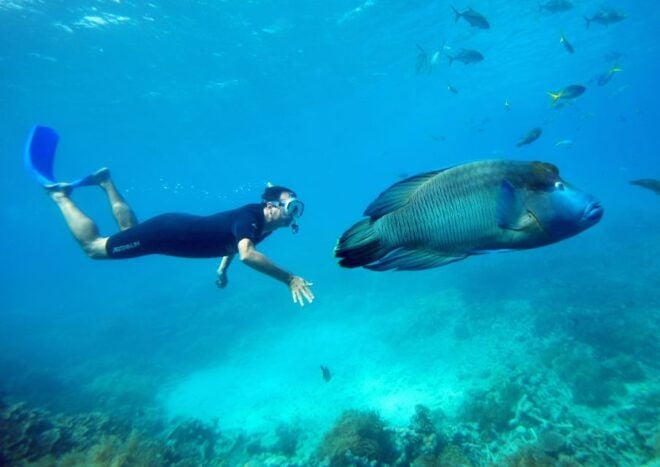 Cairns: Great Barrier Reef Cruise With Water Activities - Review Summary