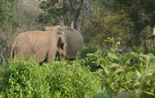 Multi-Day Tour: Udawalawe National Park Elephant Safari - Directions and Transportation