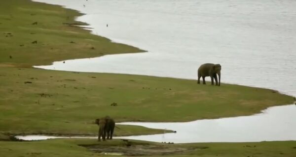 Multi-Day Tour: Udawalawe National Park Elephant Safari - The Sum Up