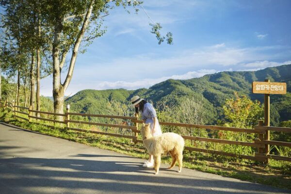 Seoul: Alpaca World, Museum SAN & Luge or Suspension Bridge - Important Information for Participants