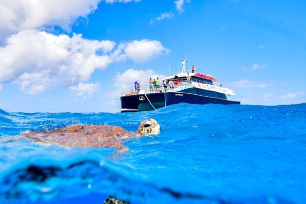 From Cairns: Great Barrier Reef Snorkeling Experience - Diverse Marine Life and Cultural Significance
