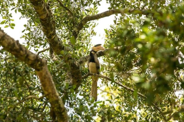 Sri Lanka: Western Province Highlights Day Tour and Safari - The Sum Up