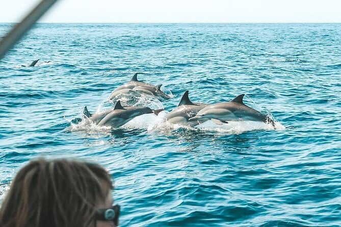 5 Best Dolphin Watching Tours In Byron Bay