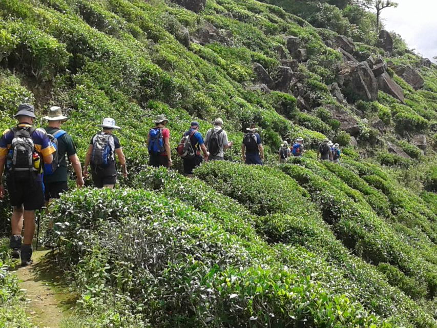 Ella: Tuk-Tuk Safari Day Trip and Tea Fields Hike With Lunch