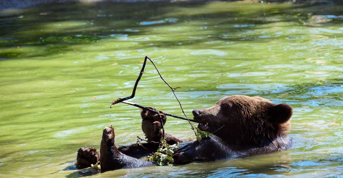 From Bucharest: Bear Sanctuary and Dracula Castle Day Tour