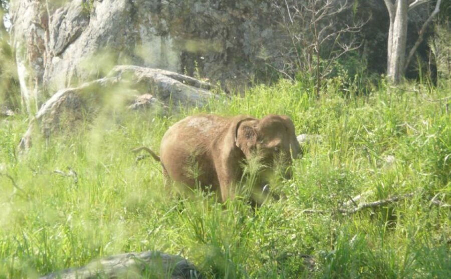 Multi-Day Tour: Udawalawe National Park Elephant Safari