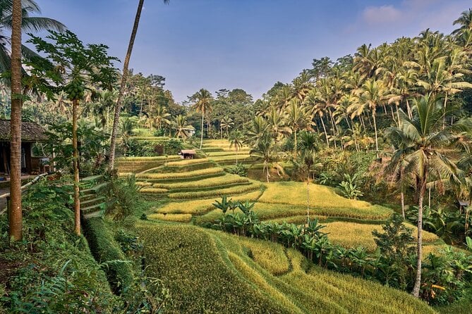 25 Best Guided Tours In Ubud