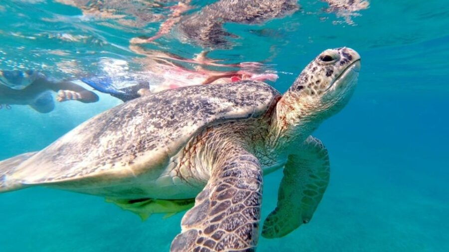 3 Best Dolphin Watching Tours In Port Ghalib