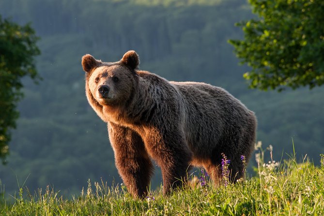 Private Brown Bear Watching Tour From Praid