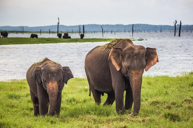 Private Tour : YALA National Park With Experienced Driver/Guide