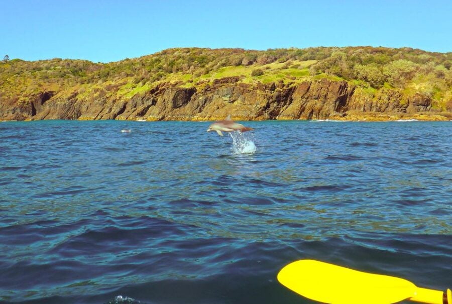 2 Best Dolphin Watching Tours In Rainbow Beach