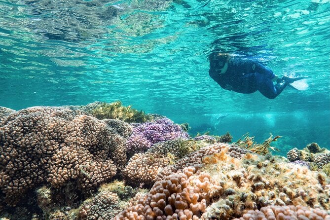Rottnest Island Guided Snorkel Boat Experience