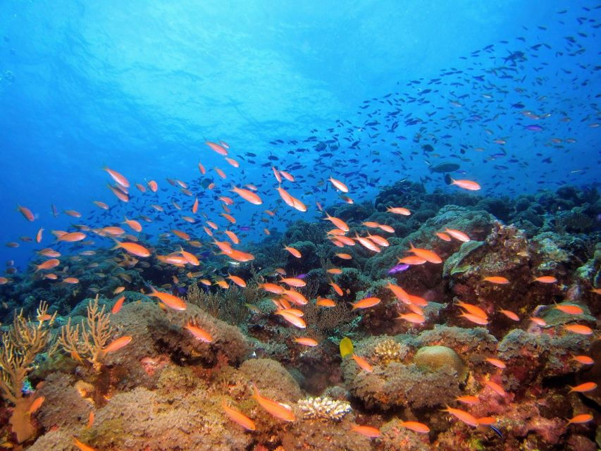 Scuba Diving in Hikkaduwa