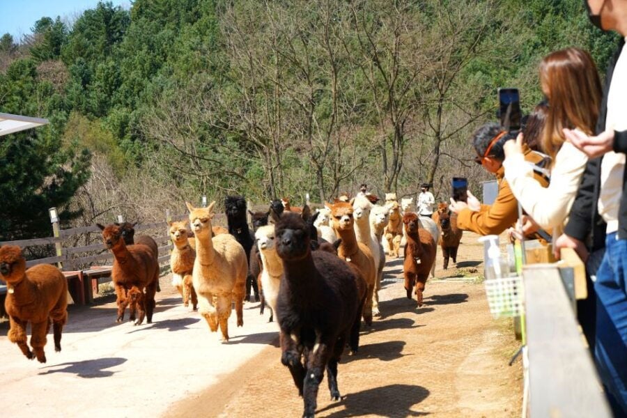 Seoul: Alpaca World, Museum SAN & Luge or Suspension Bridge