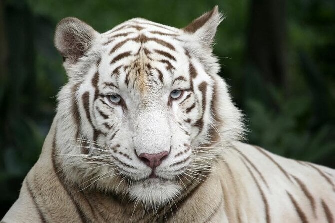 10 Best Safari Tours In Singapore