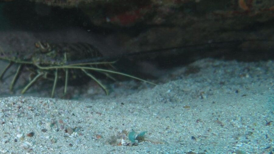 2 Best Snorkeling Experiences In Sal Rei
