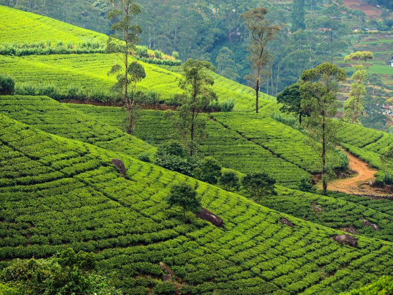 sri-lanka2