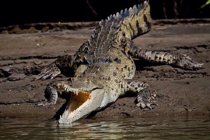 6 Best Safari Tours In Tamarindo