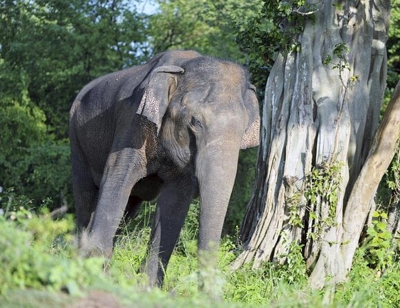 25 Best Safari Tours In Yala National Park