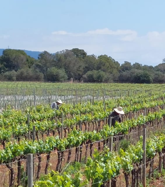 VISIT BODEGAS BORDOY, TASTING 5 WINES, FINGER FOOD