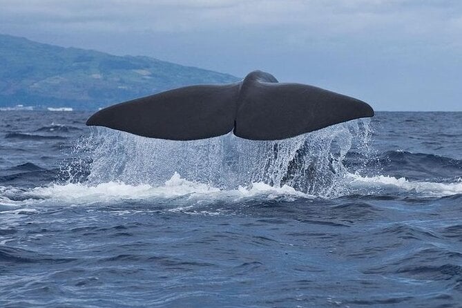 2 Best Dolphin Watching Tours In Pico